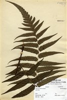 藏品(廣葉鋸齒雙蓋蕨)的圖片